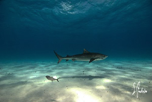 This Tiger Shark has figured out the easiest way to appro... by Steven Anderson 